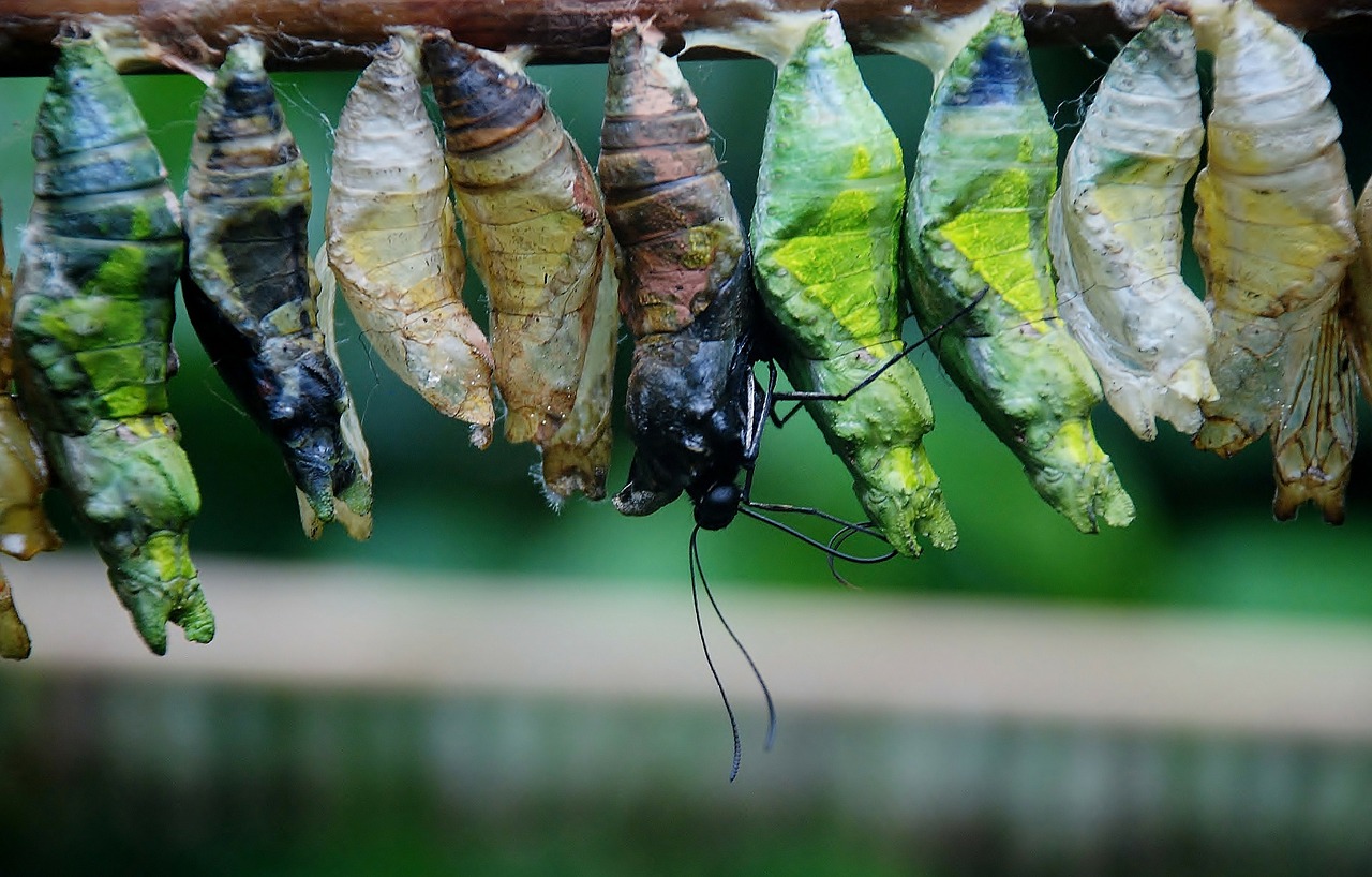 Image - cocoon butterfly chrysalis bug