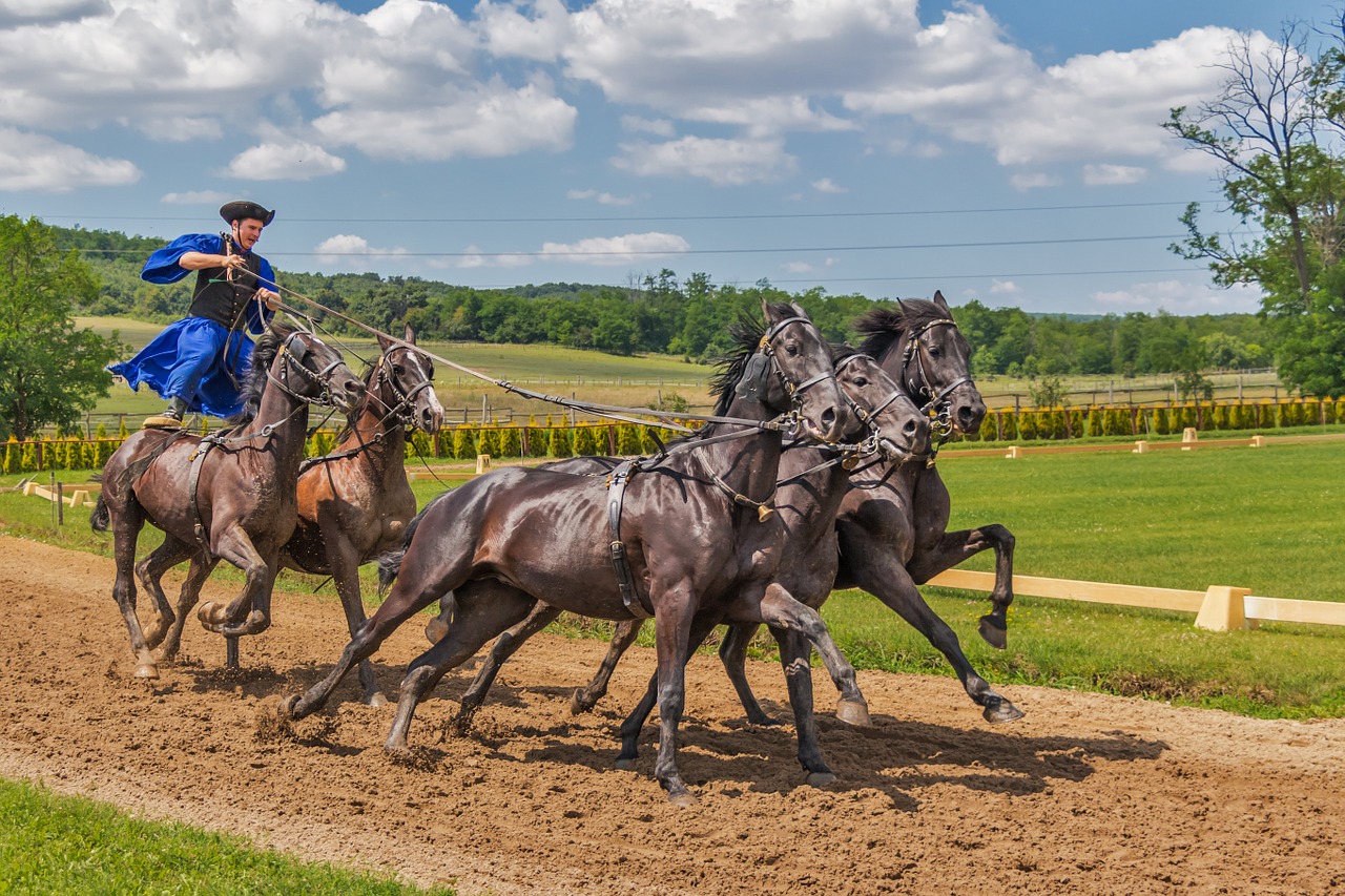 Image - horses horse animal tradition