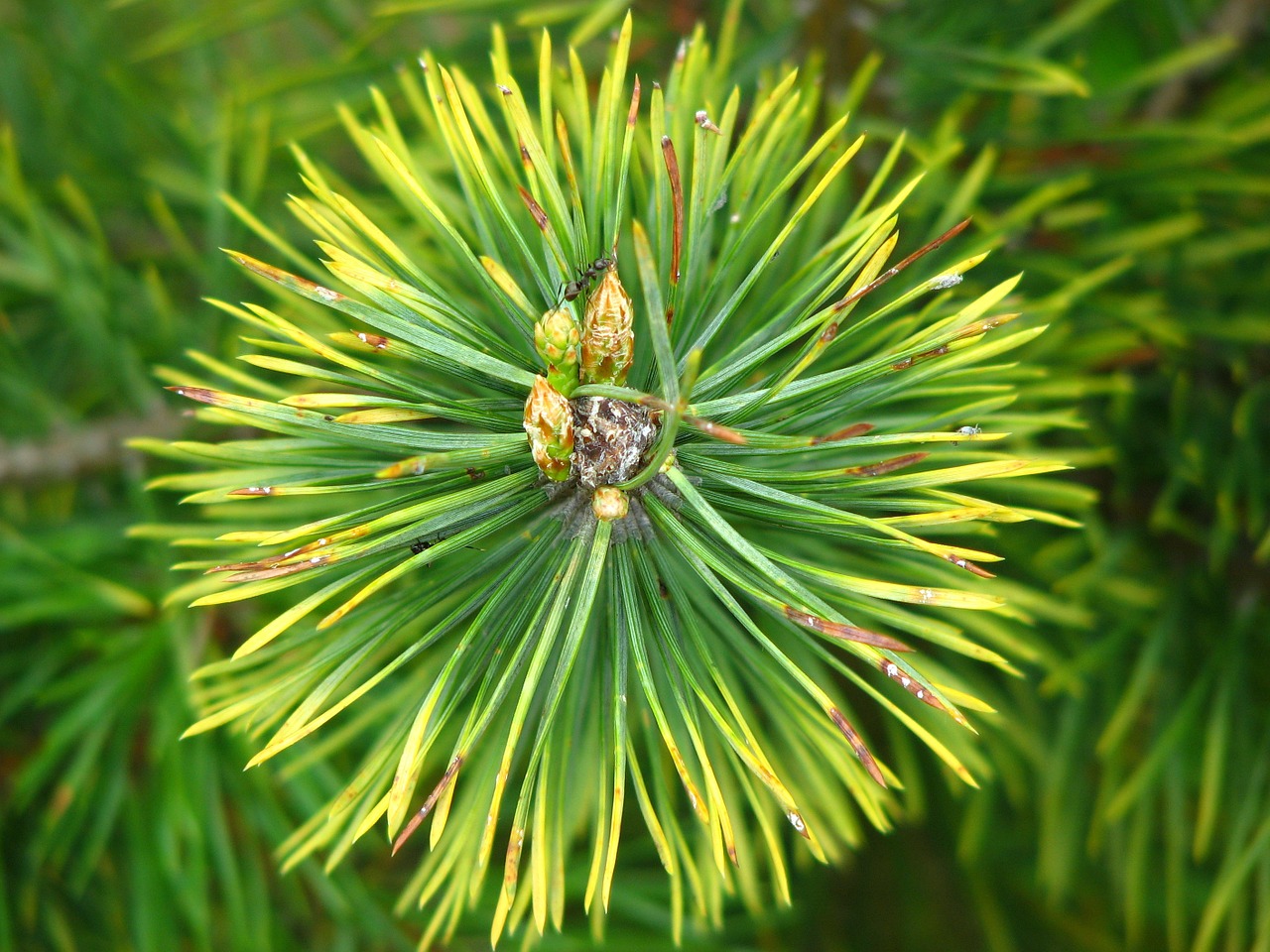 Image - pine needles forest green pointed