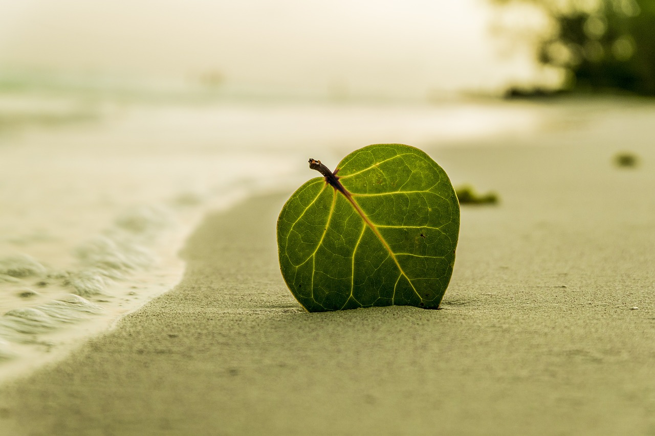 Image - beach leaf green nature summer