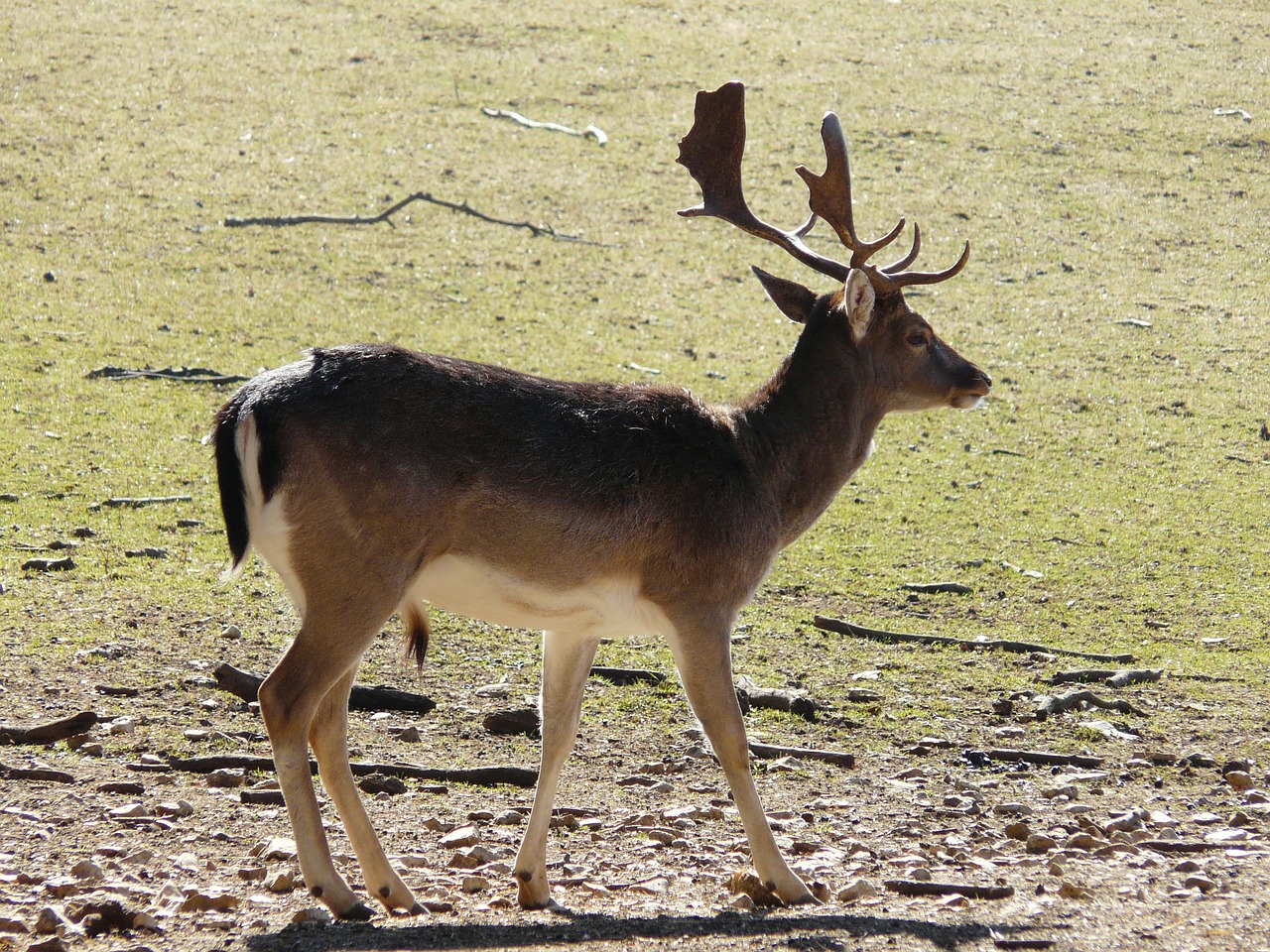 Image - hirsch animal antler wild