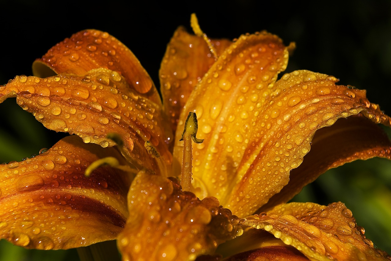 Image - lily daylily flower blossom bloom
