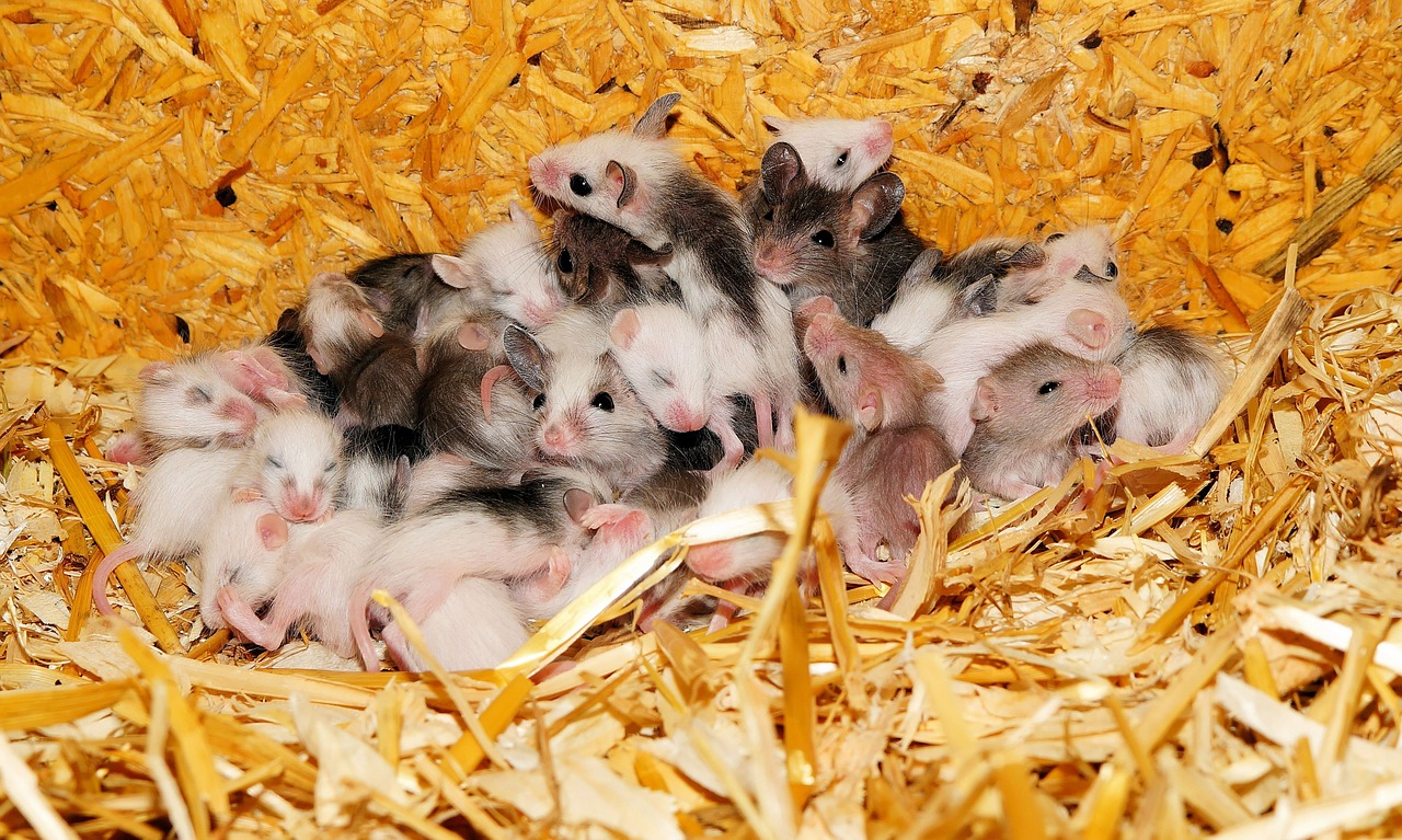 Image - mice mastomys nest young animals