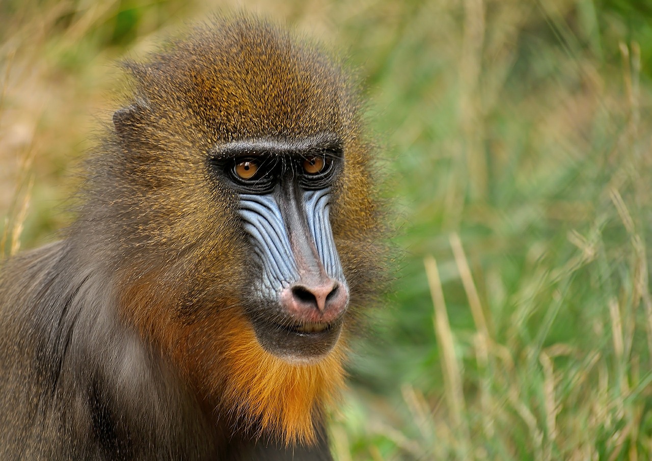 Image - mandrill monkey zoo animal mammal