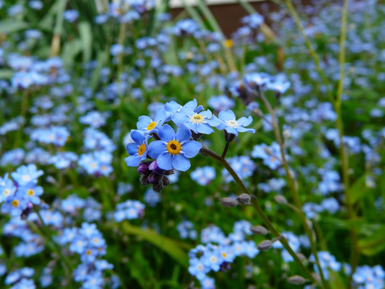 Image - forget me not flower meadow