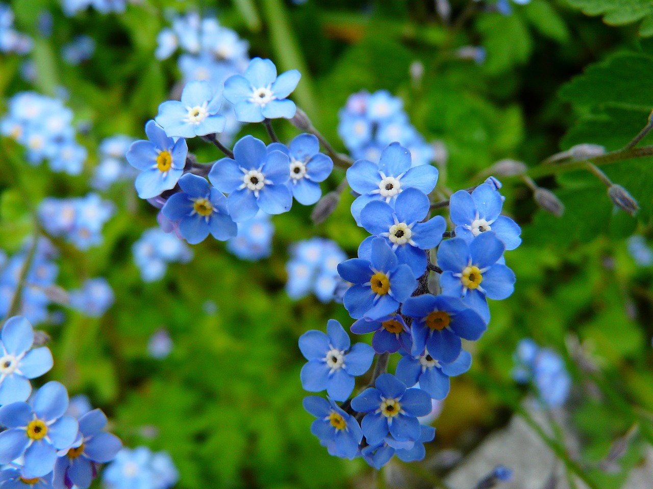 Image - forget me not flower meadow