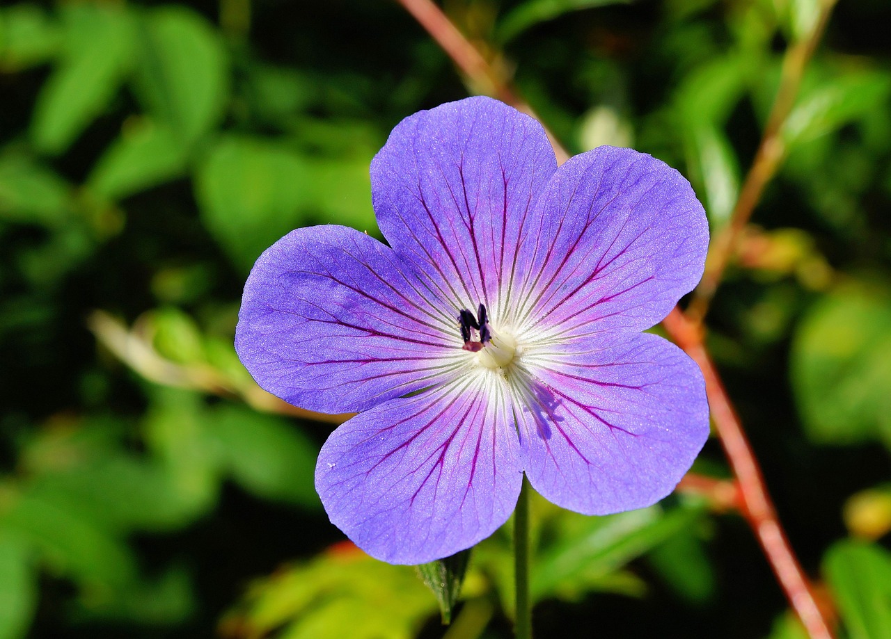 Image - flower blossom bloom blue close