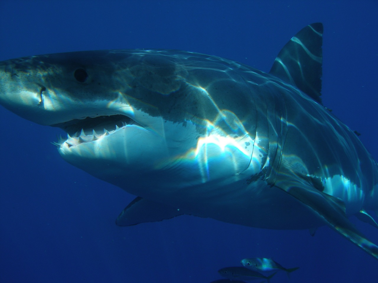 Image - great white shark shark jaws fish