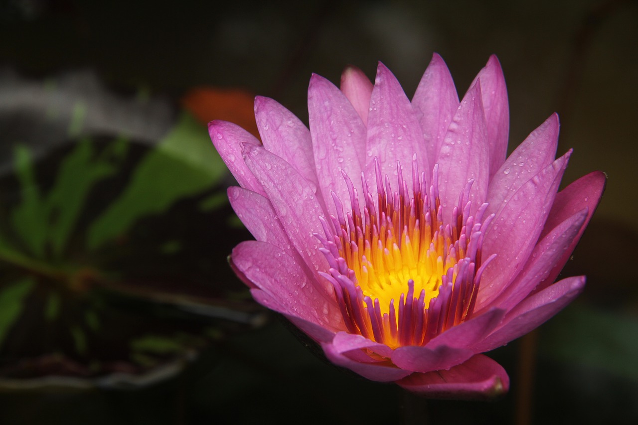 Image - lotus fire burning lotus leaf dew