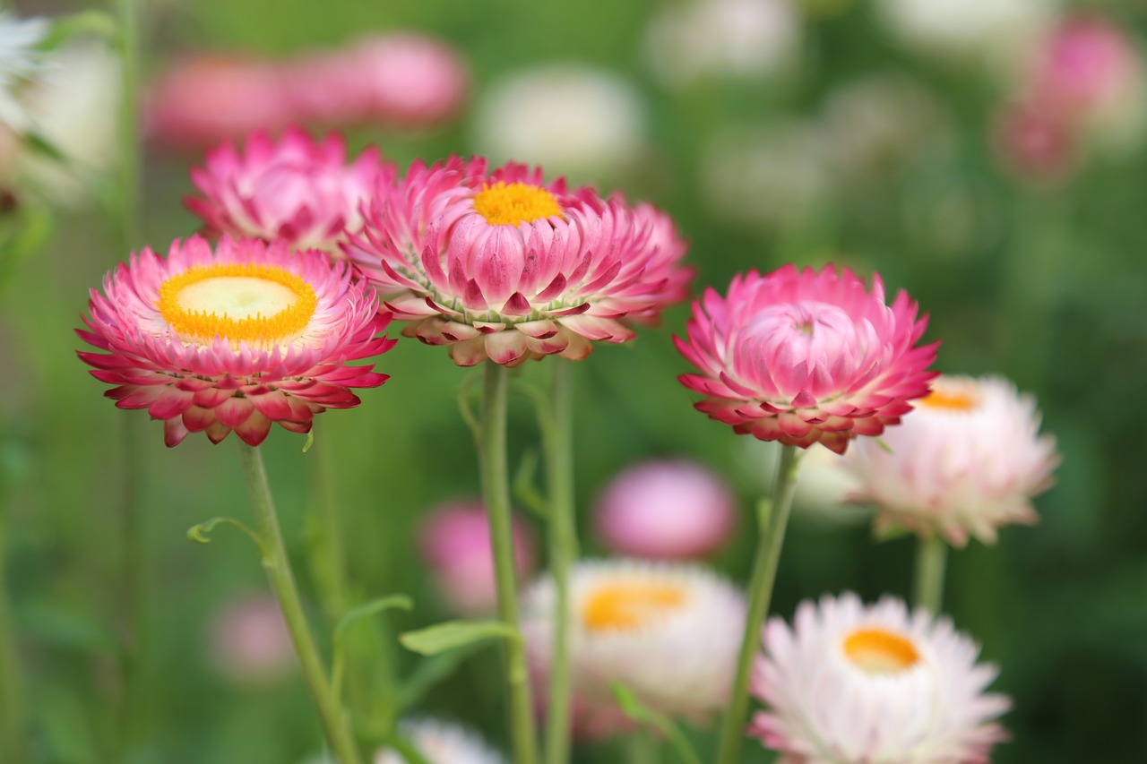 Image - flowers flower meadow summer meadow