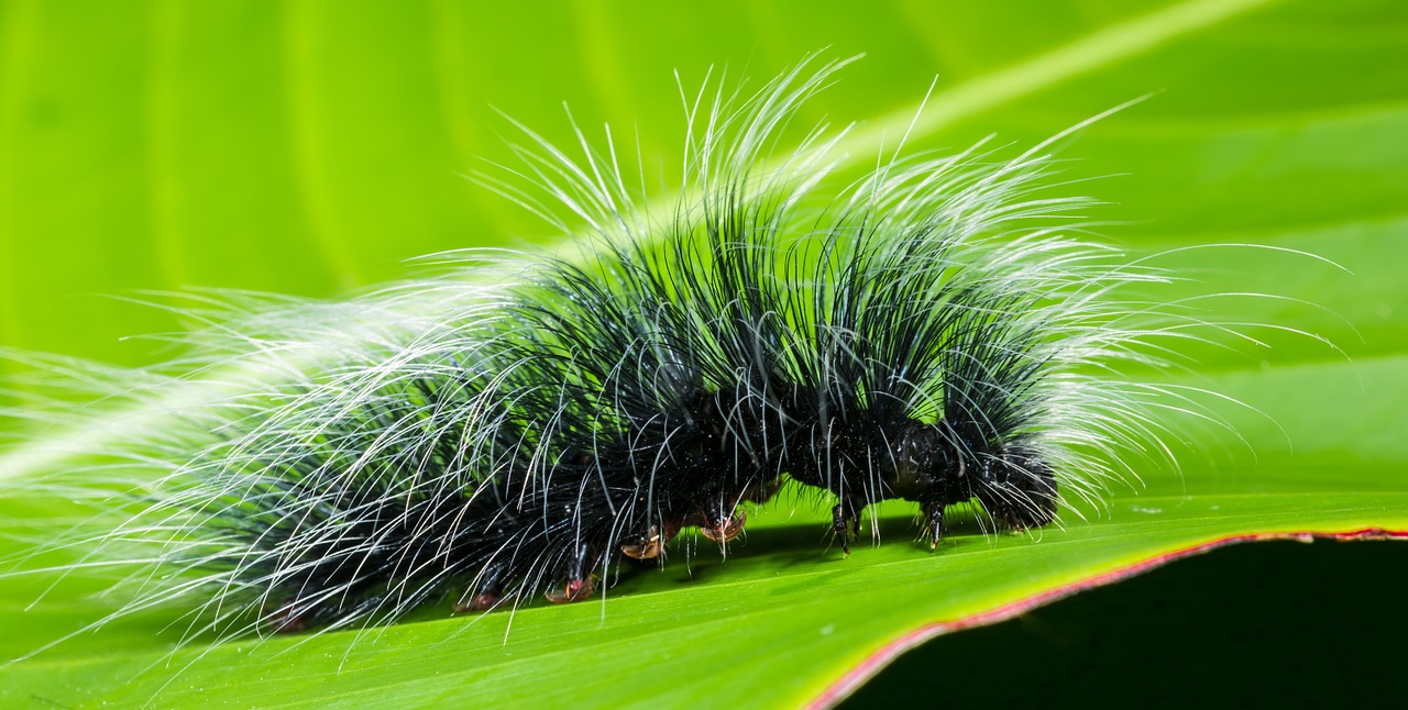 Image - caterpillar insect prickly hairy