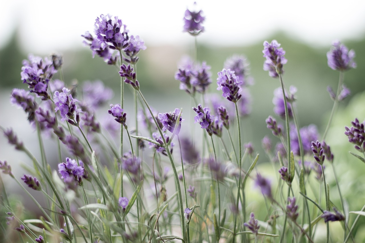 Image - lavender purple lavender flowers