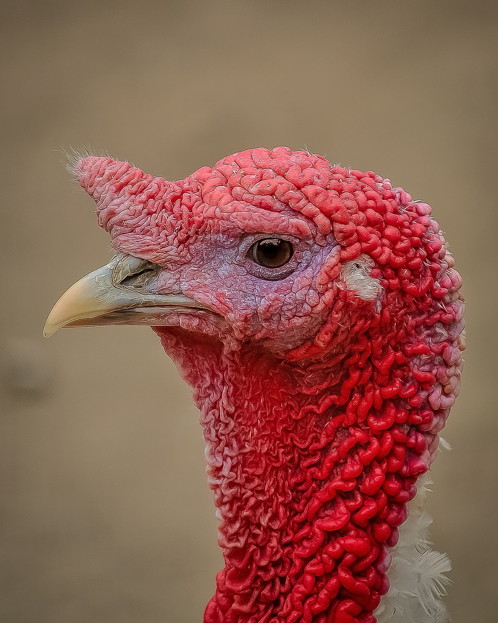 Image - turkey profile picture bird animal