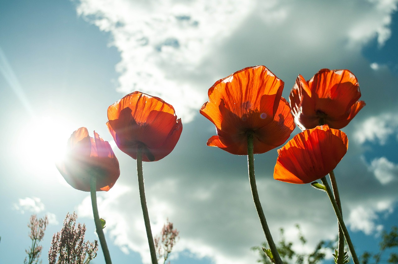 Image - flower maki mack summer flowers