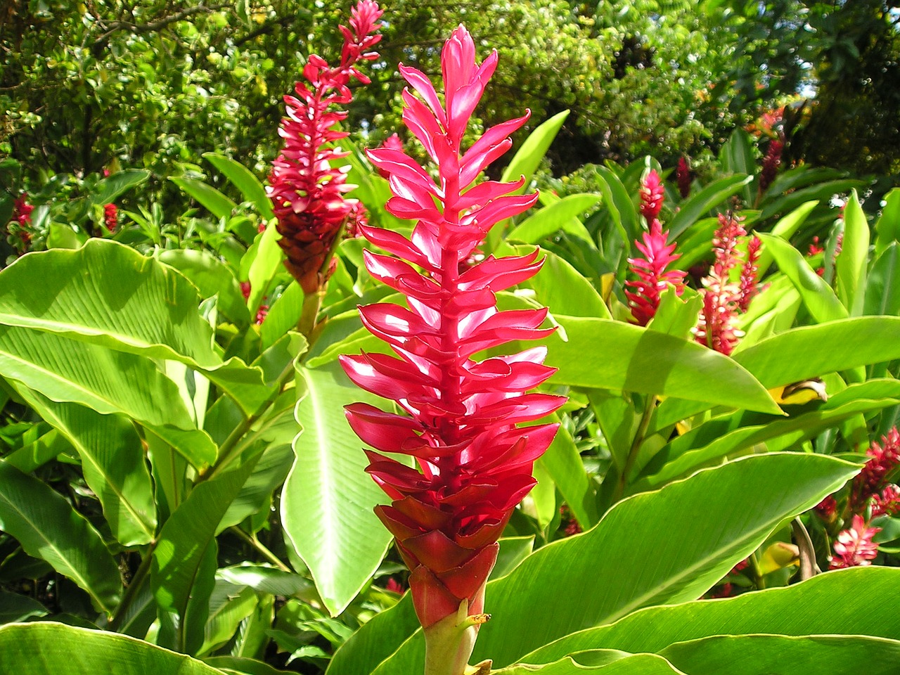 Image - flower red plant nature samoa