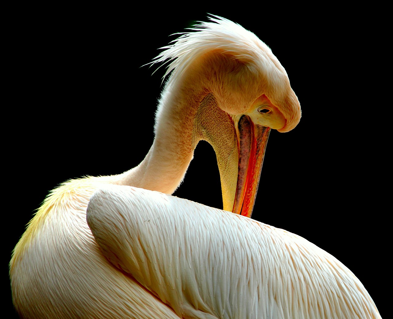 Image - pelican birds nature animal beak