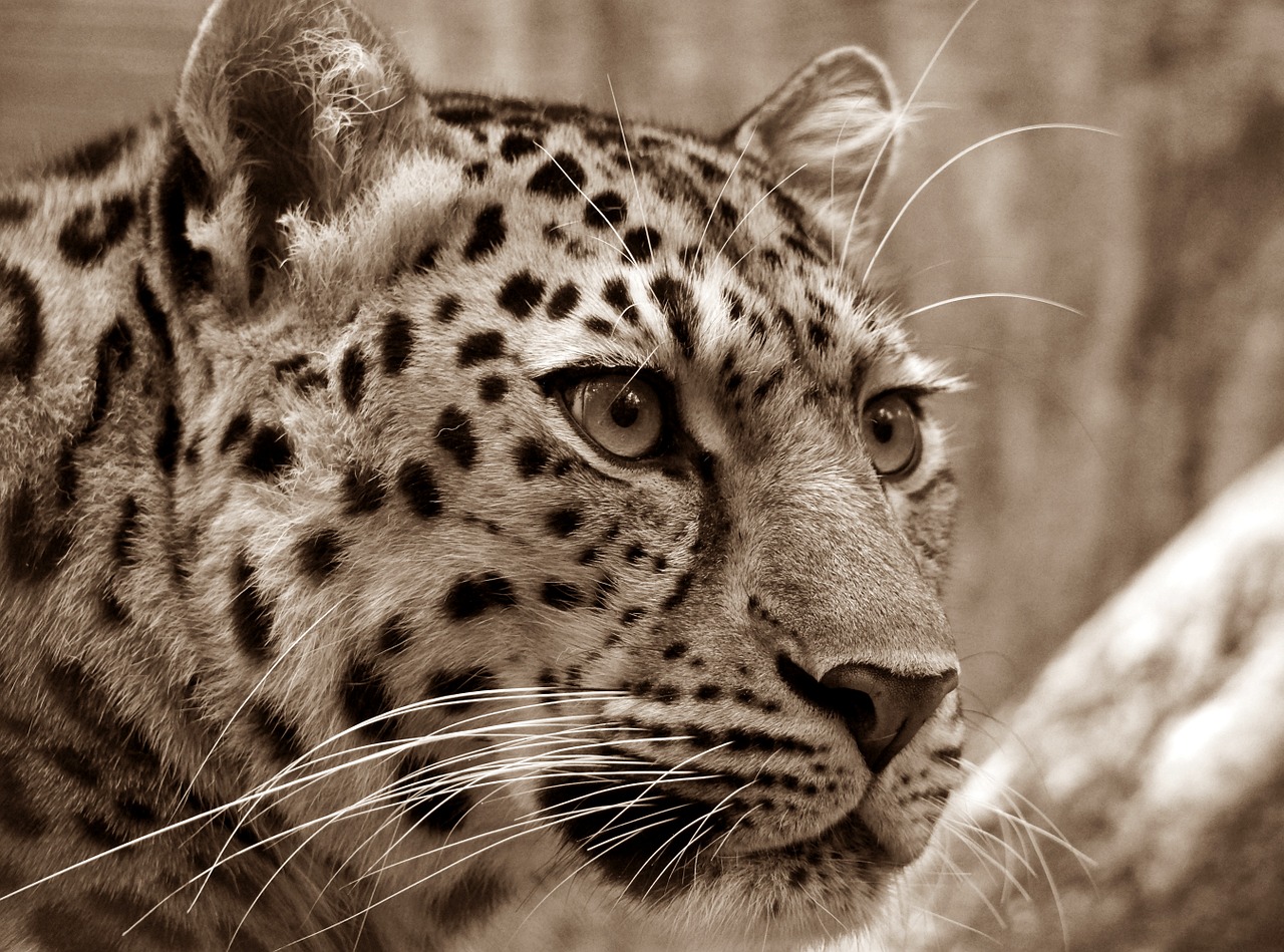 Image - amur leopard sepia close