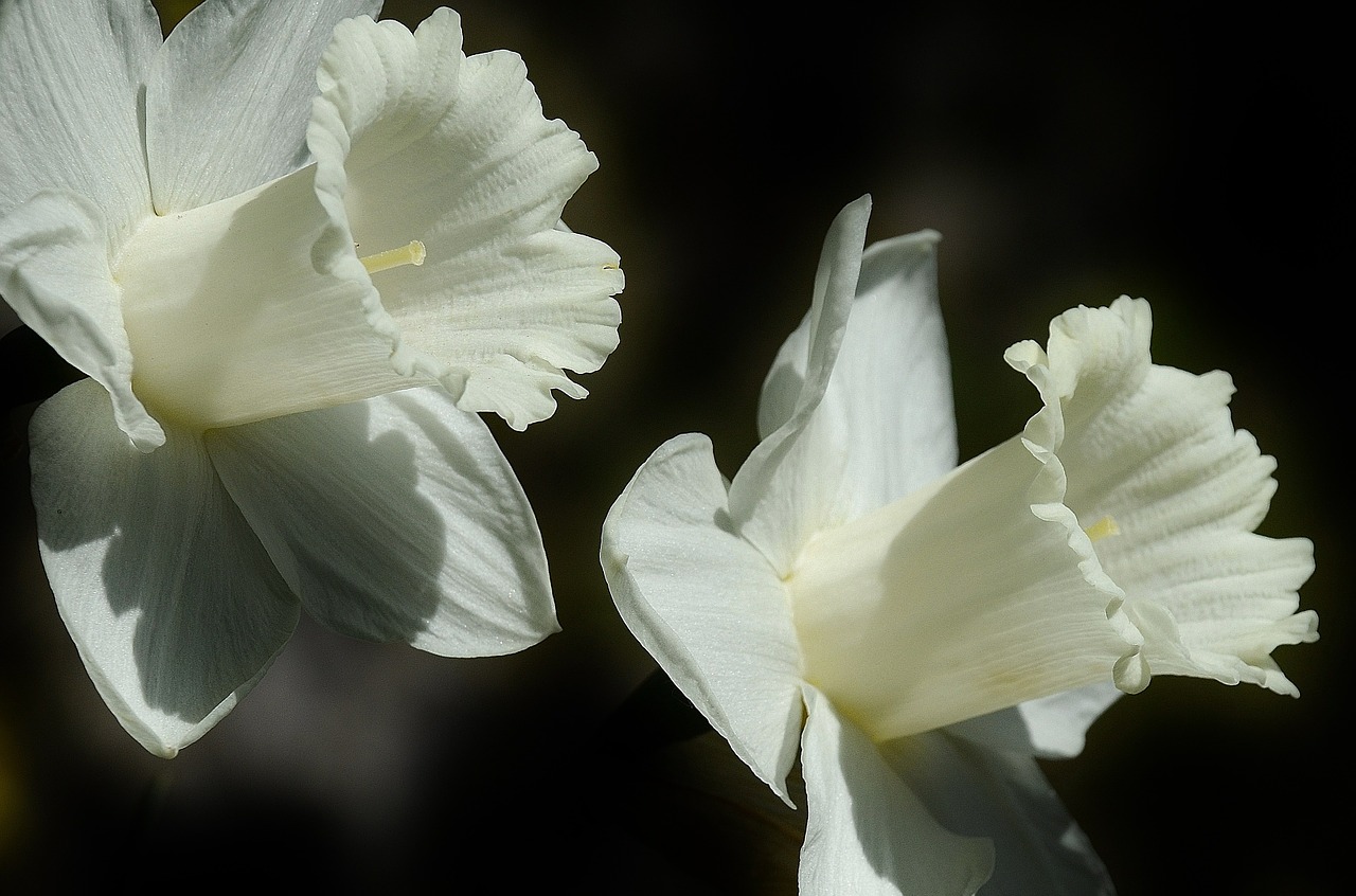 Image - daffodil flower easter lily spring