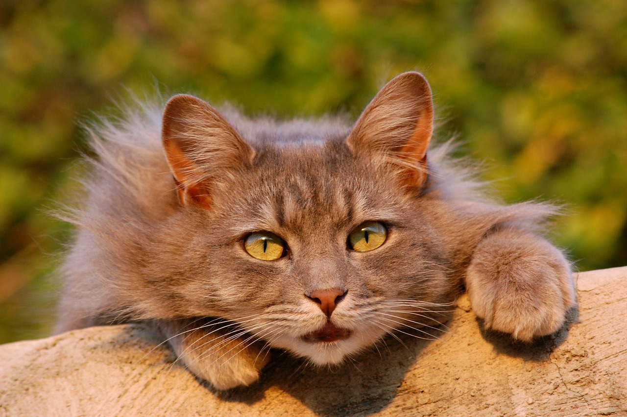 Image - cat feline furry pet close up