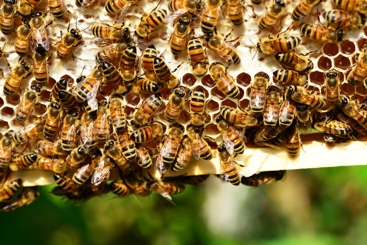 Image - honey bees bees hive bee hive