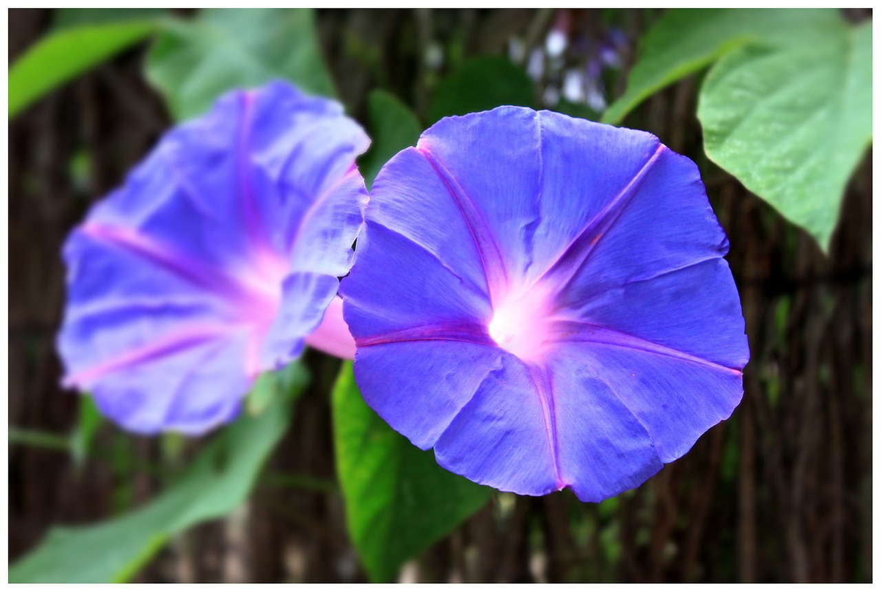 Image - blossom bloom flower purple plant