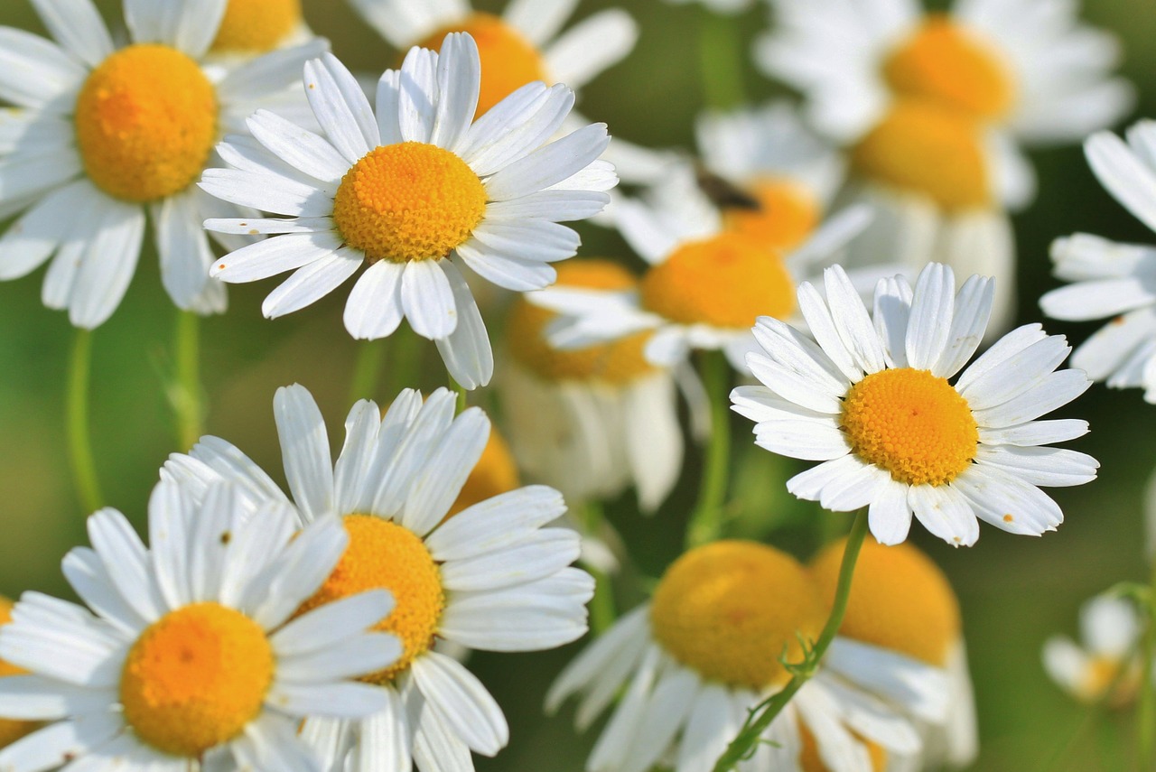 Image - chamomile chamomile flower