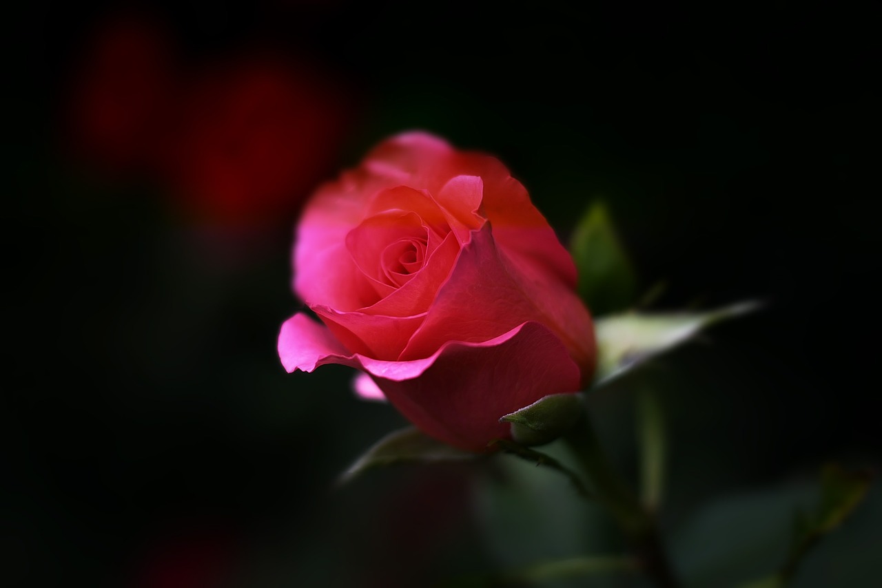 Image - rose flower nature floral romance