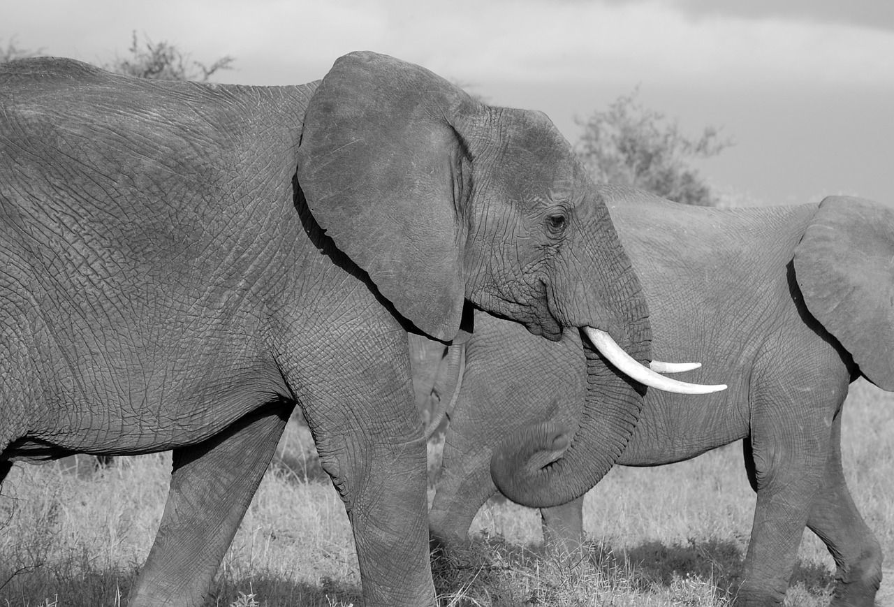 Image - elephant safari wild mammal