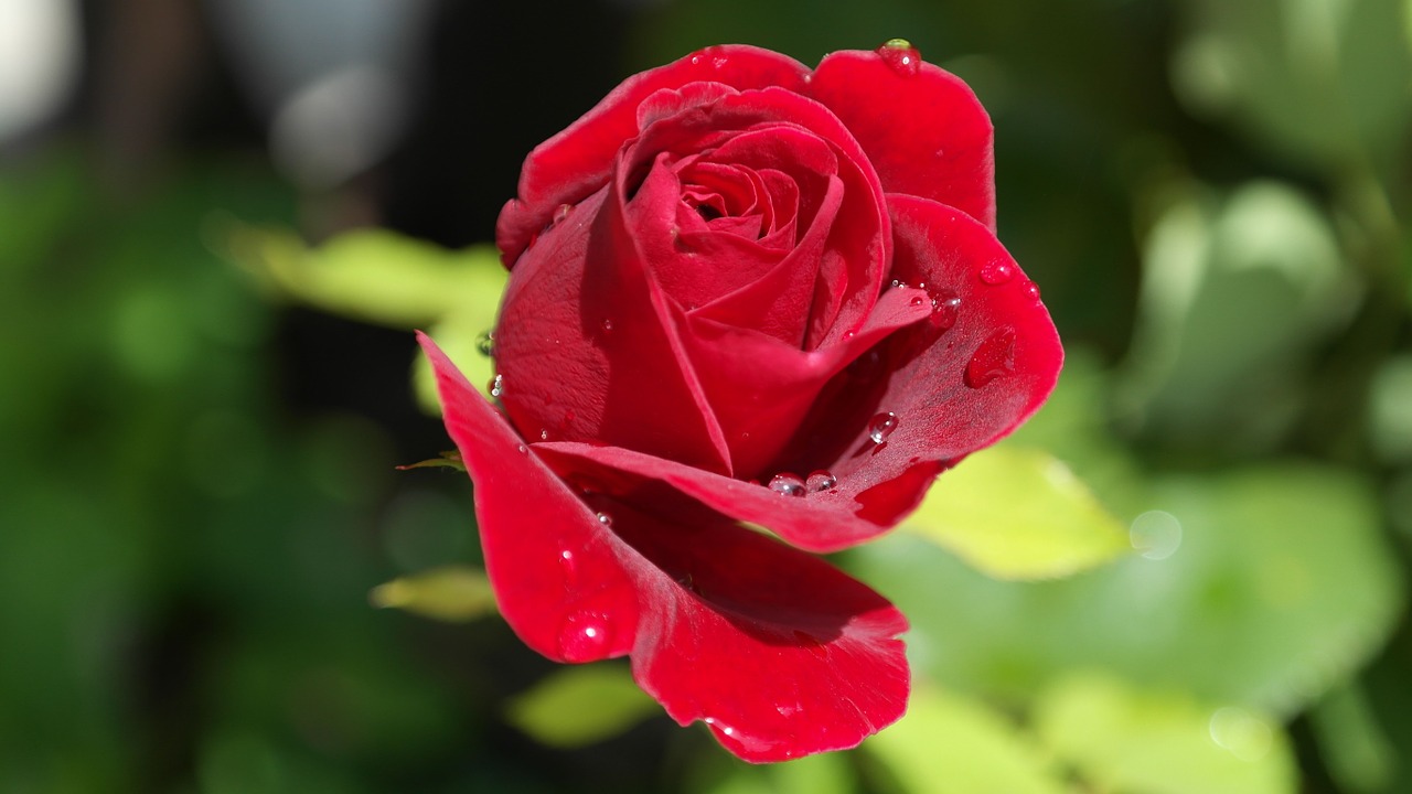 Image - rose red love dew flower plant