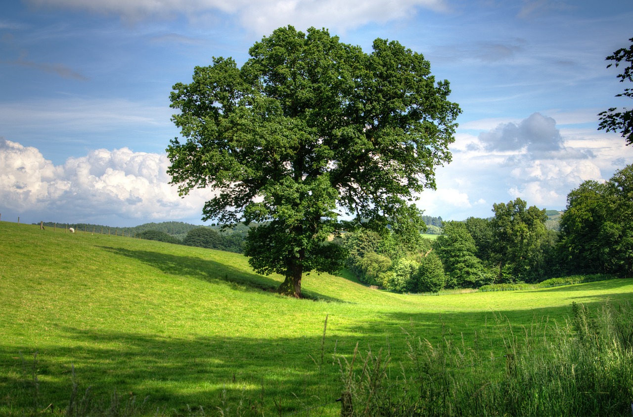 Image - tree oak landscape view field