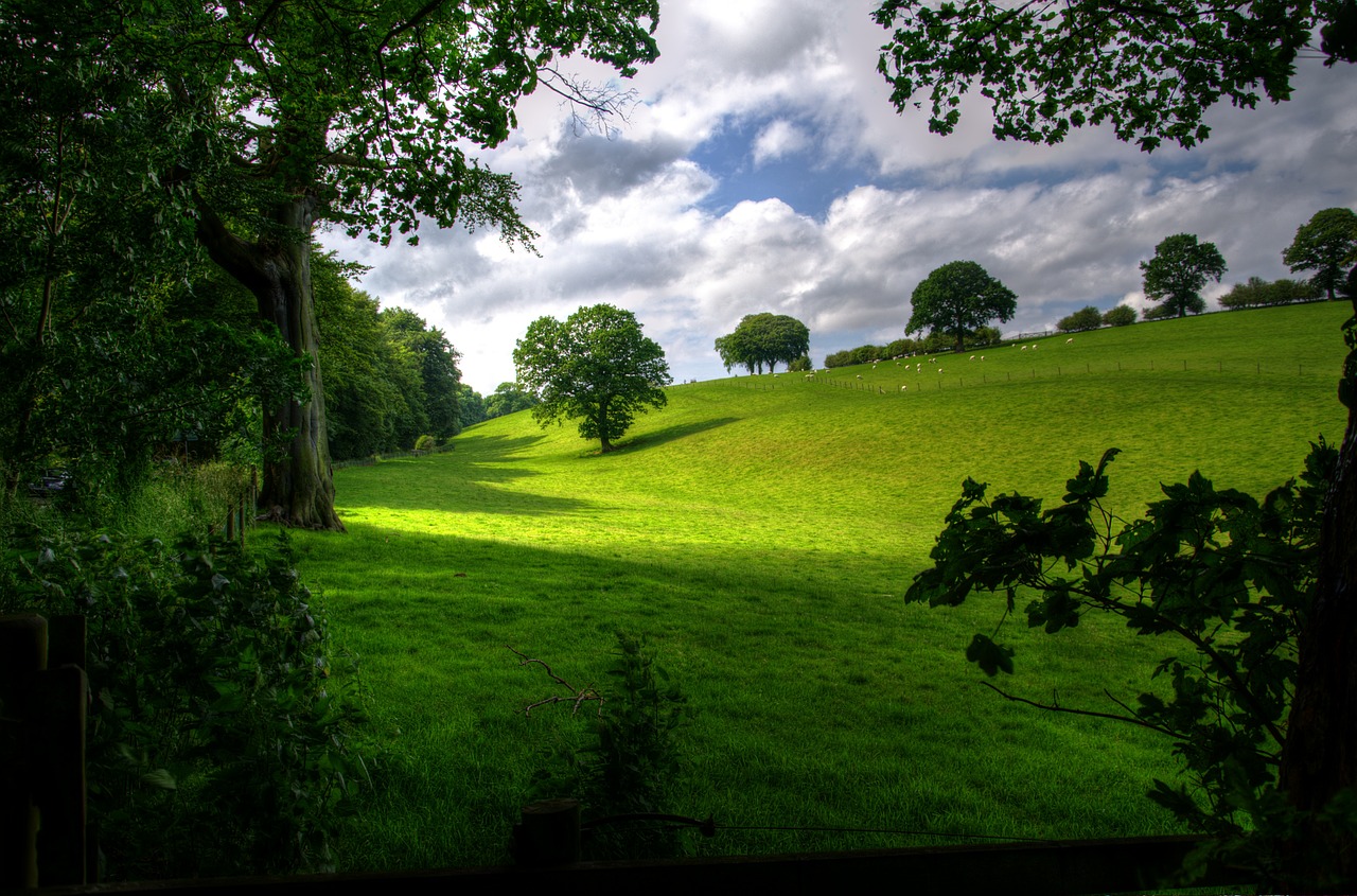 Image - landscape spring wood scenic green