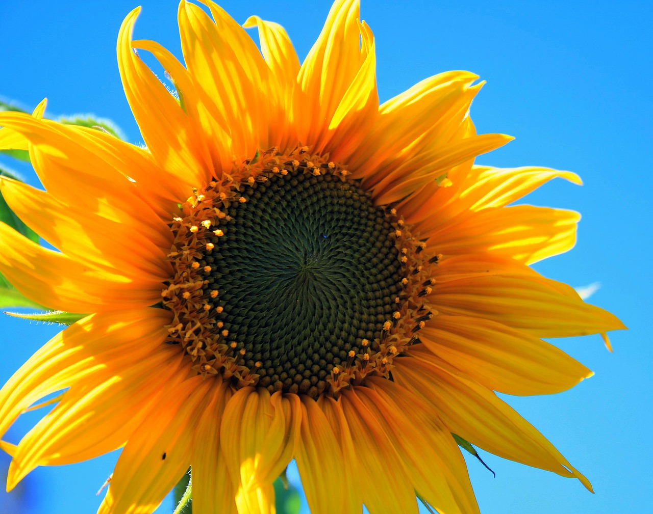 Image - yellow sunflower flower round