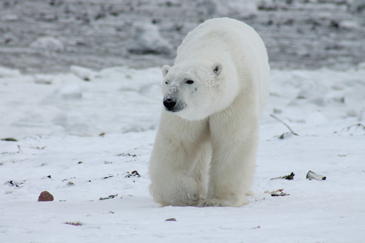 Image - polar bear bear animal nature snow