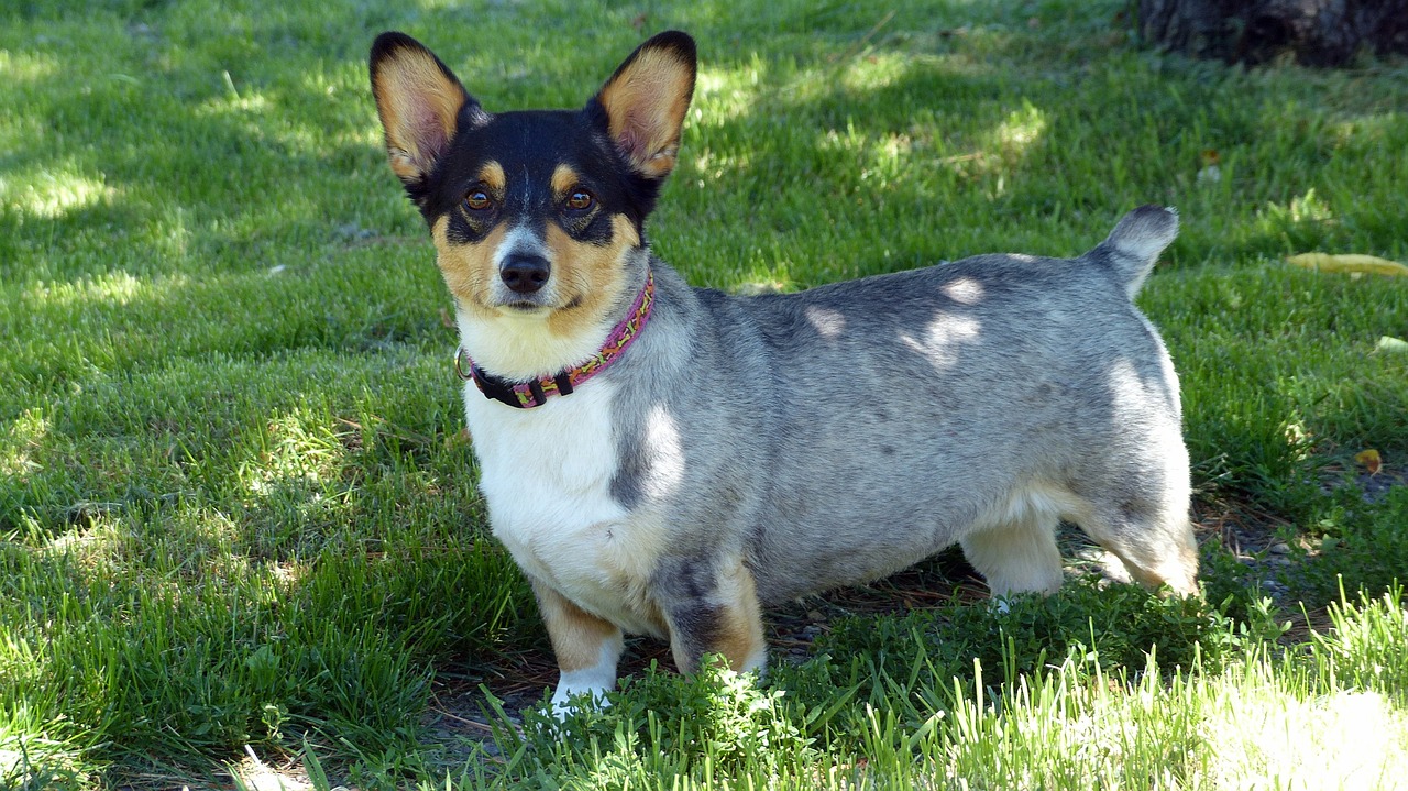 Image - corgi dog canine animal haircut