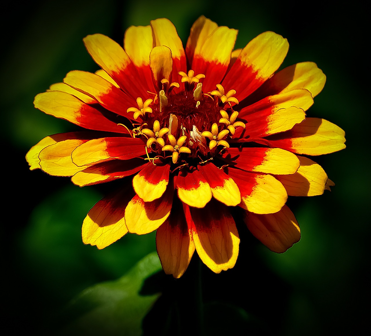 Image - flower red yellow green nature