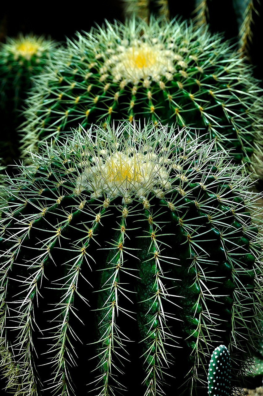 Image - cactus plant circles nature green