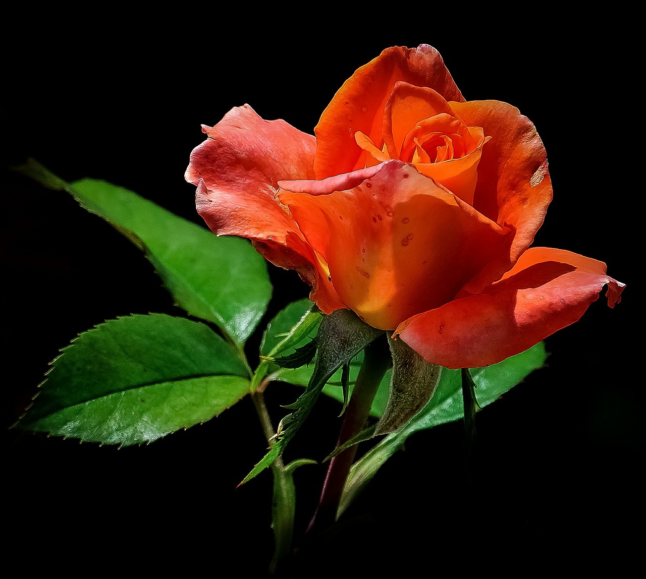 Image - rose orange red flower single