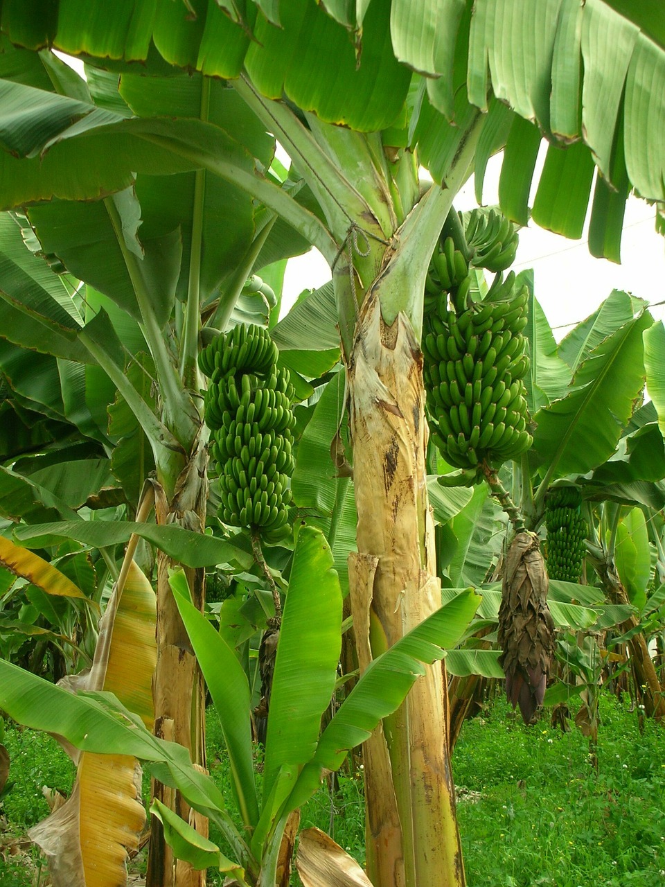 Image - bananas banana trees