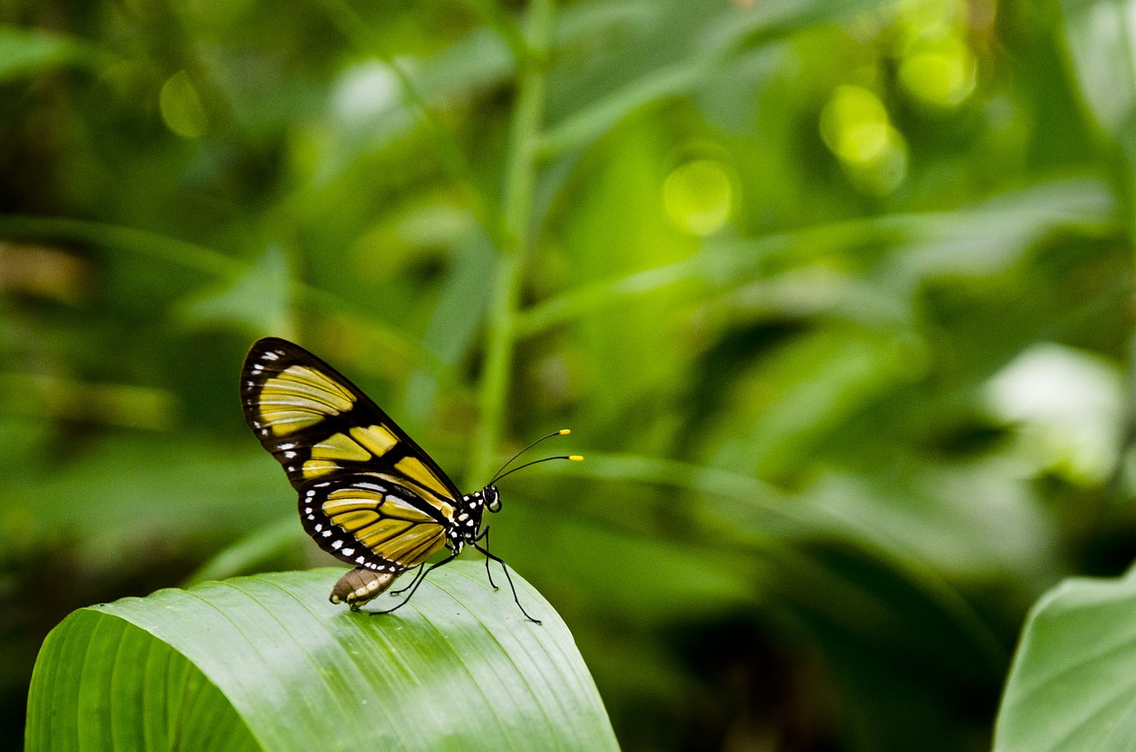 Image - butterfly leaf anima nature plants