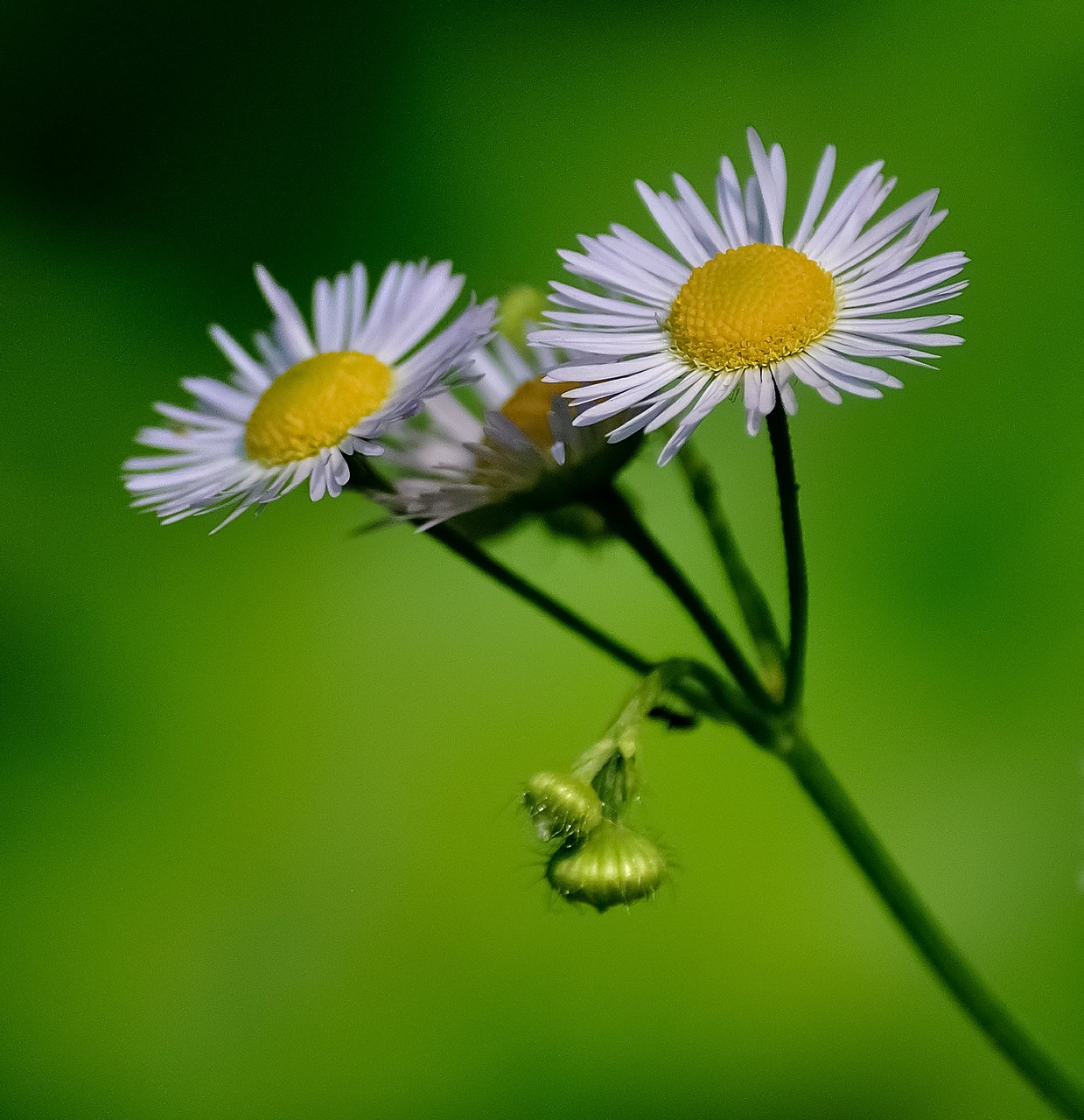 Image - daisies flower white yellow green