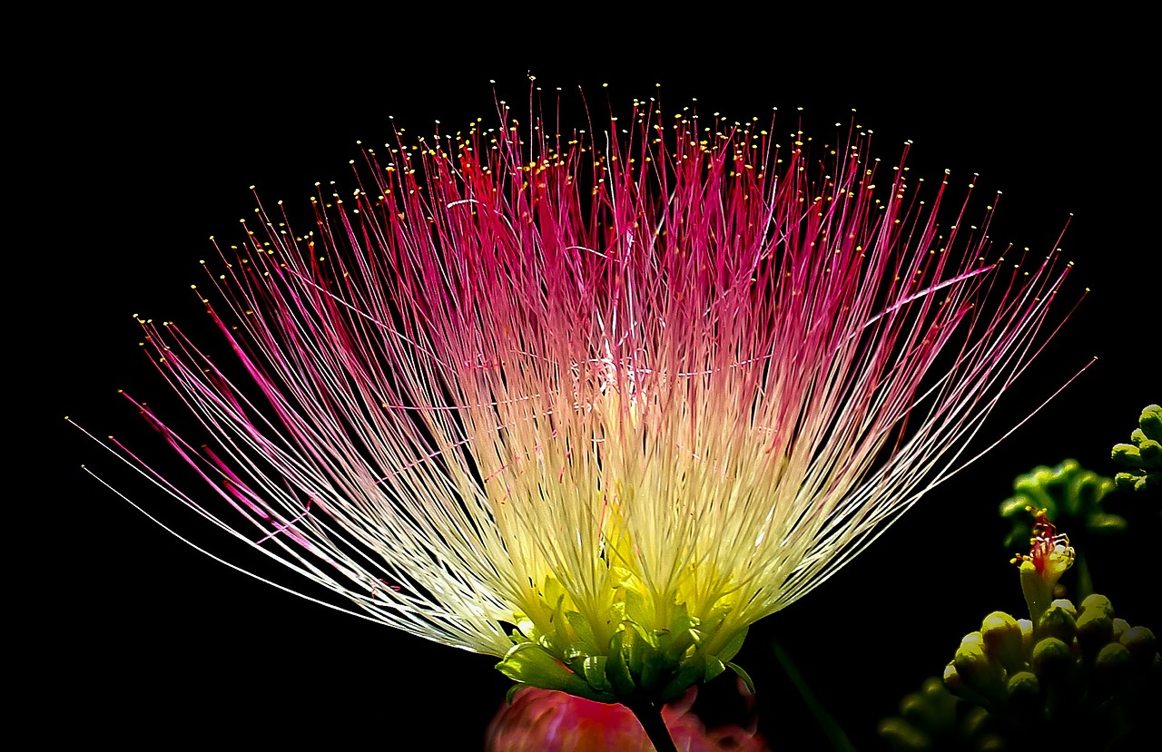 Image - flower exotic colorful pink yellow