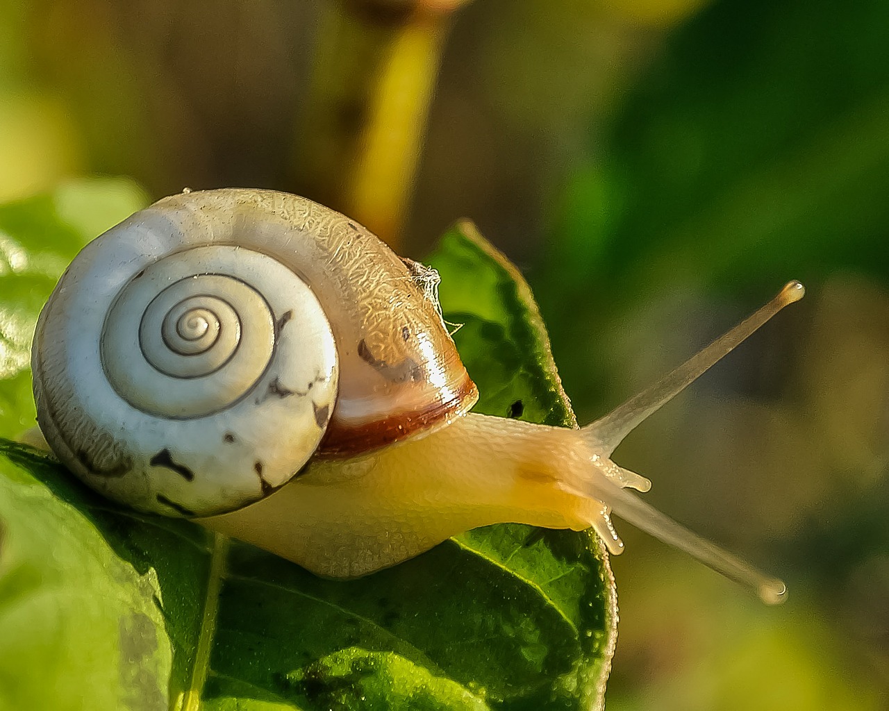 Image - snail snail shell slow animal