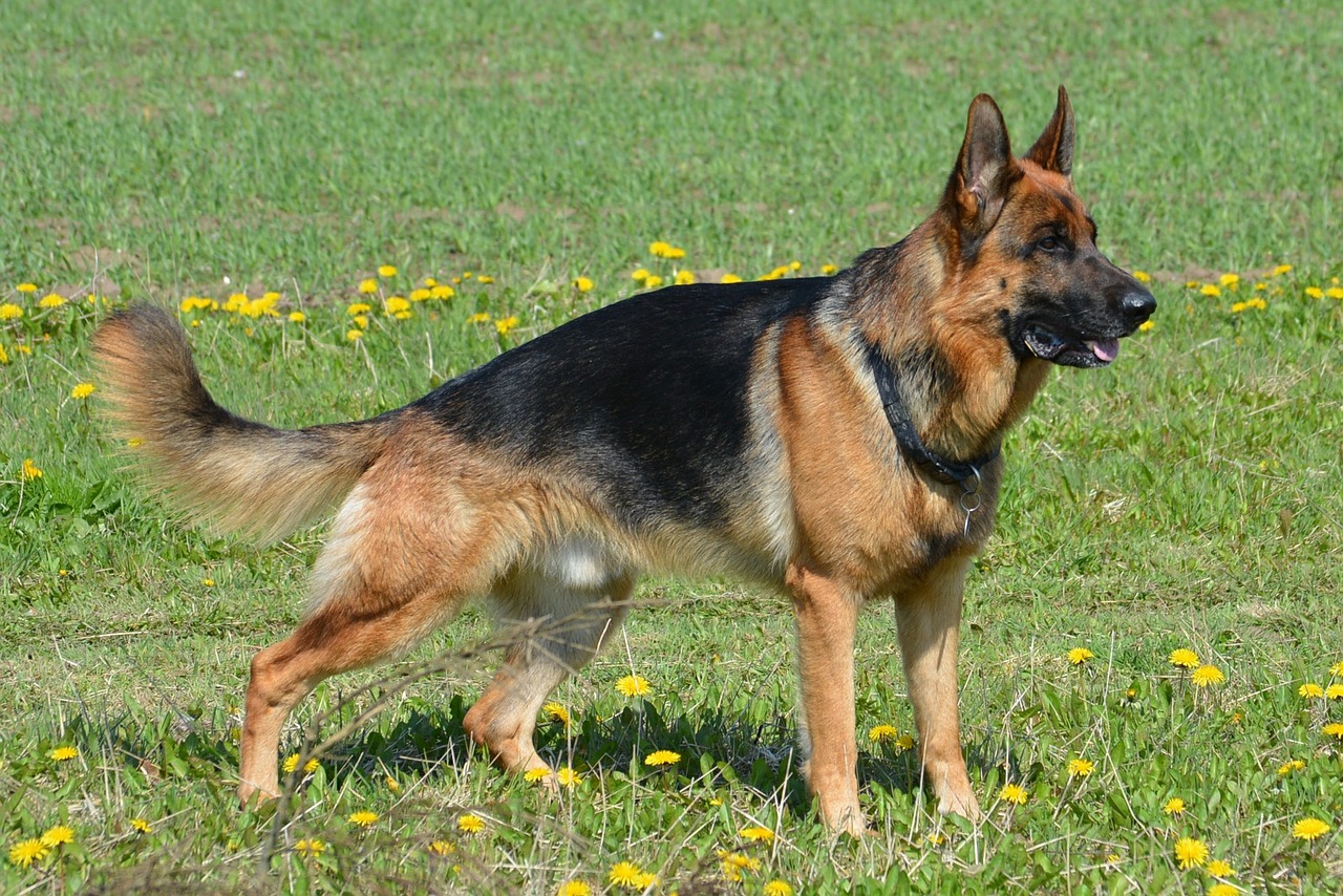 Image - german shepherd shepherd almind