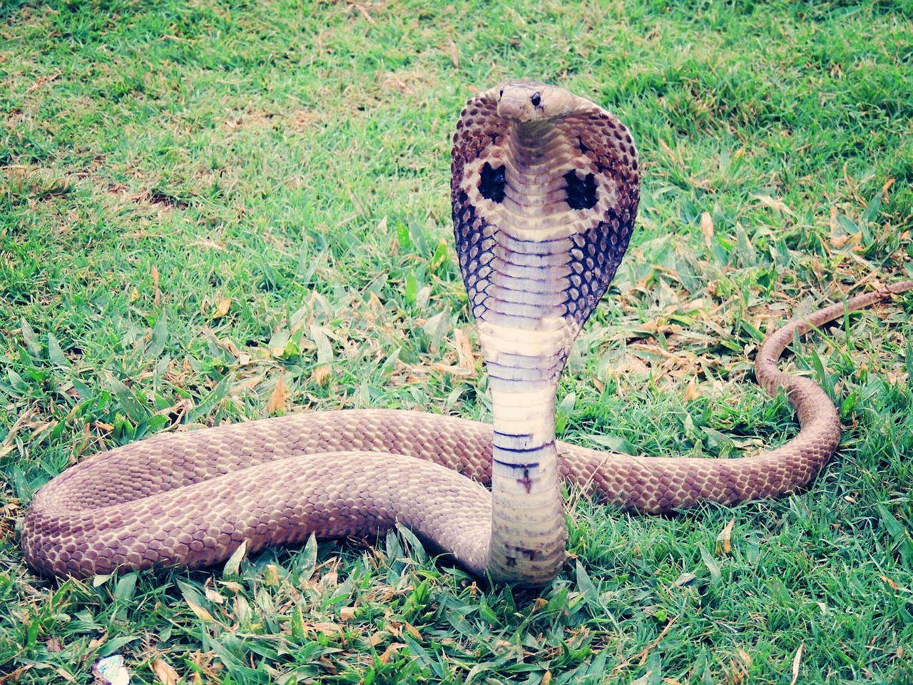 Image - king cobra cobra snake reptile