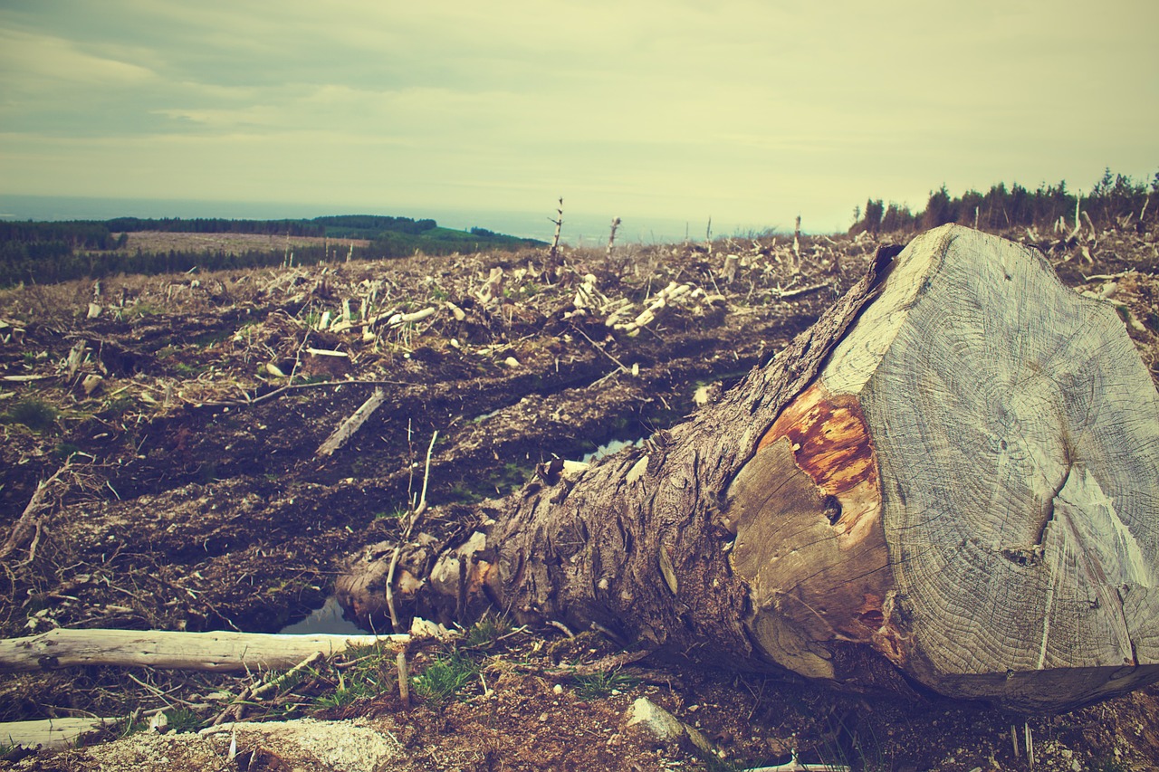 Image - deforestation forest wood cut