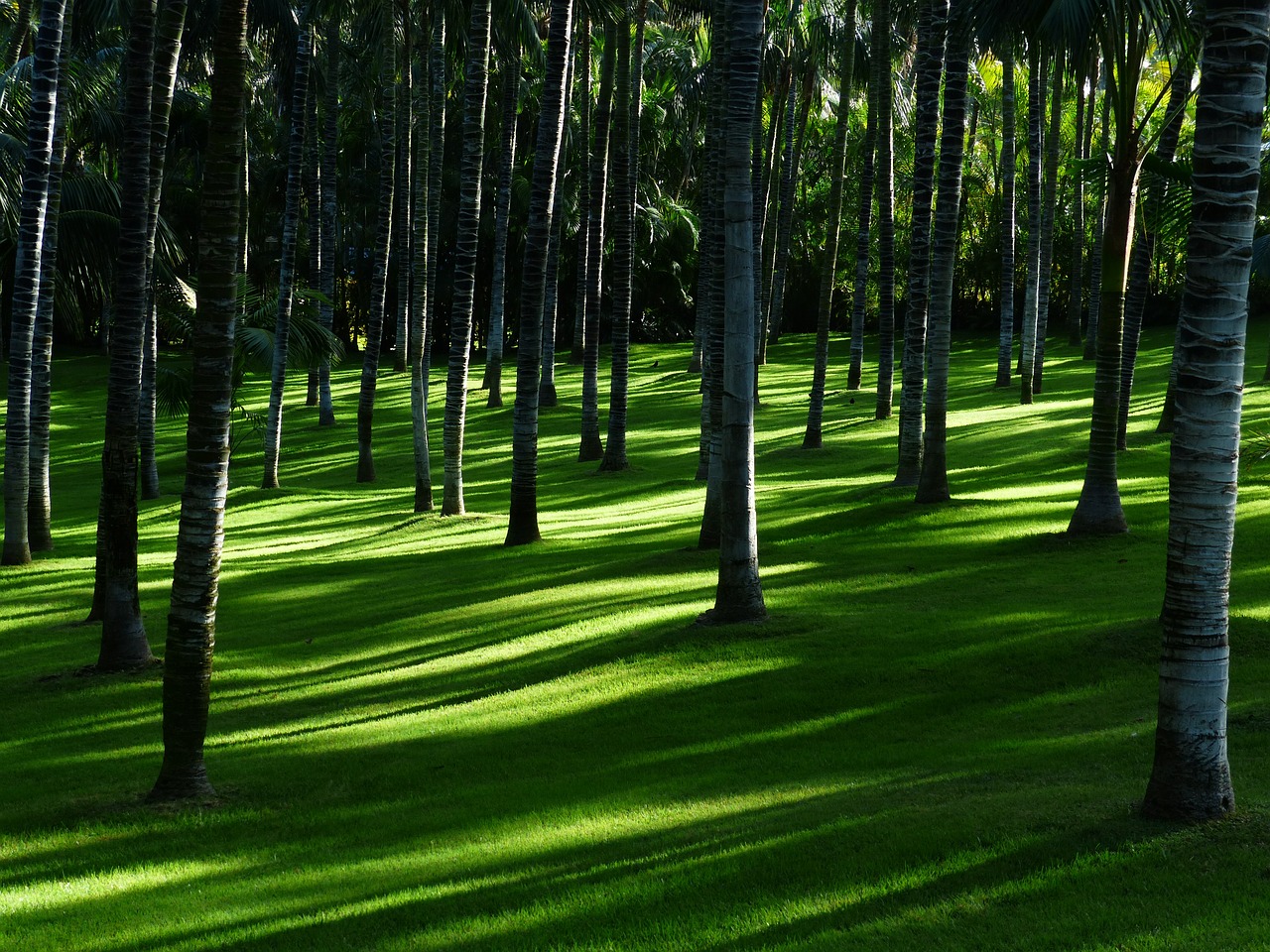 Image - meadow grass palm tree forest