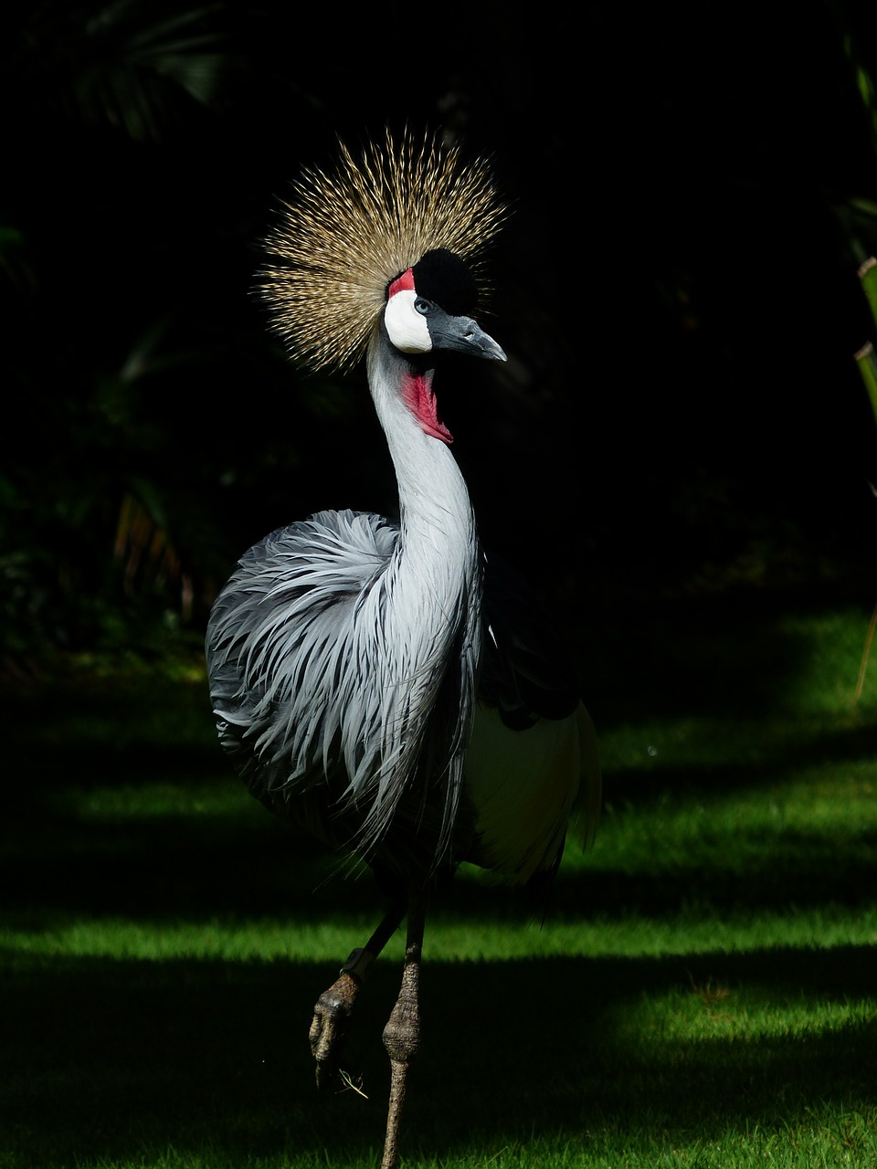 Image - crane bird spring crown