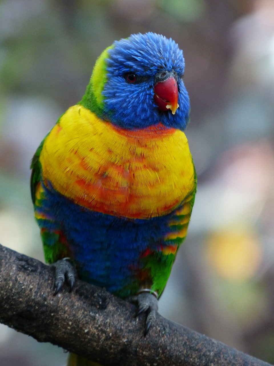 Image - lori parrot food eat bird