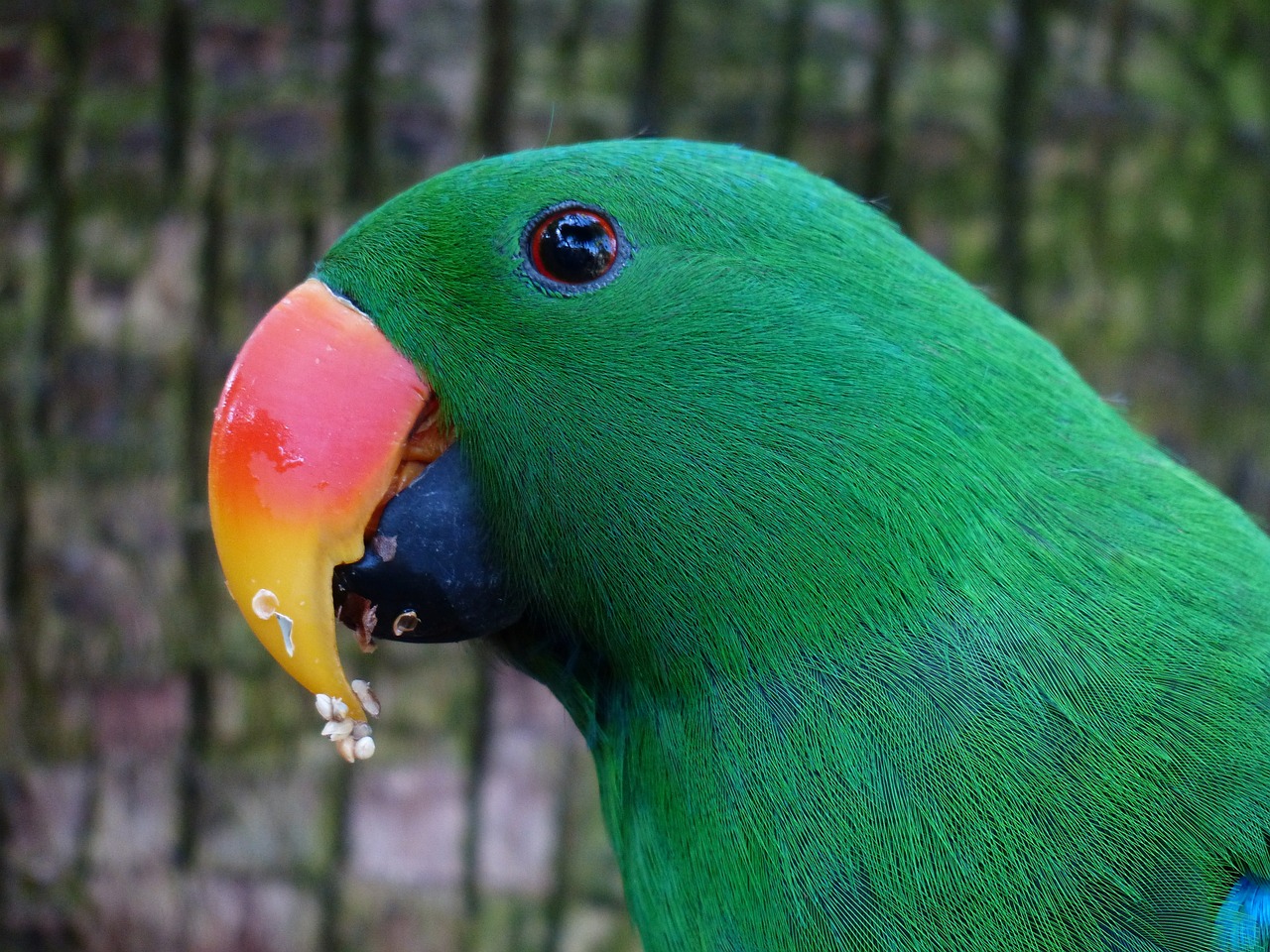 Image - parrot bill red orange plumage