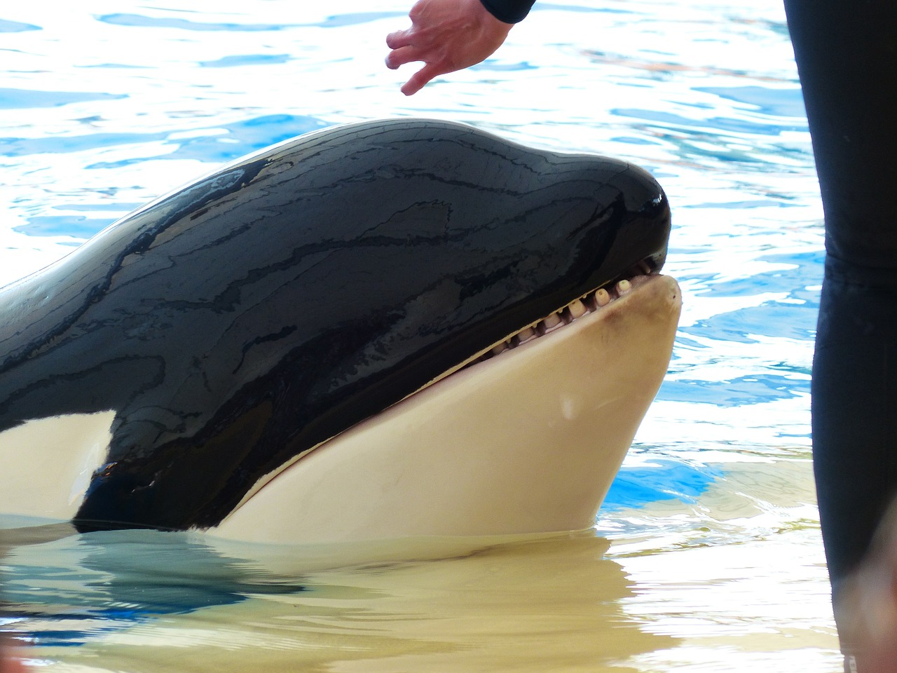 Image - killer whale orcinus orca orka orca